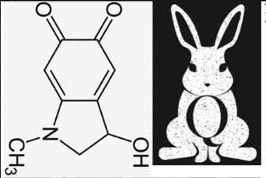 Die Form eines
                    Adrenochrom-Moleküls ist wie ein sitzendes
                    Kaninchen